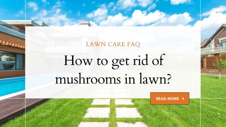How to get rid of mushrooms in lawn?
