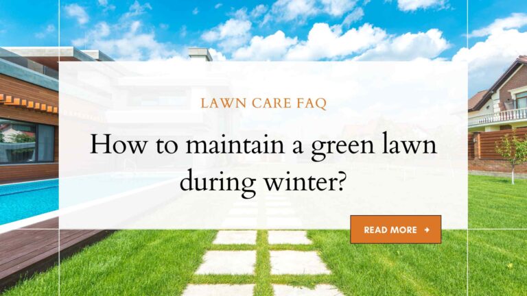 How to maintain a green lawn during winter?