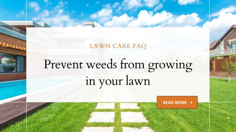 How to prevent weeds from growing in your lawn?