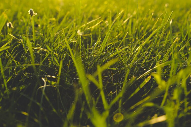 The Benefits of Lawn Aeration for Your Grass and Soil