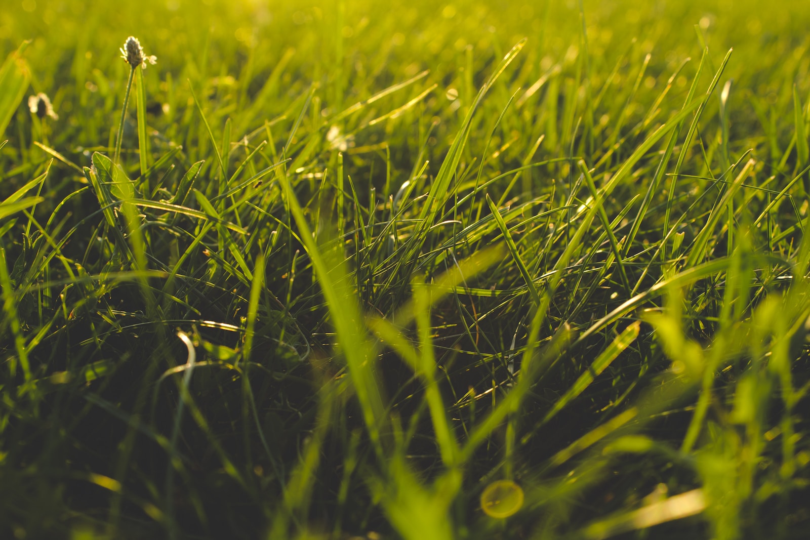 close up photography of grass field