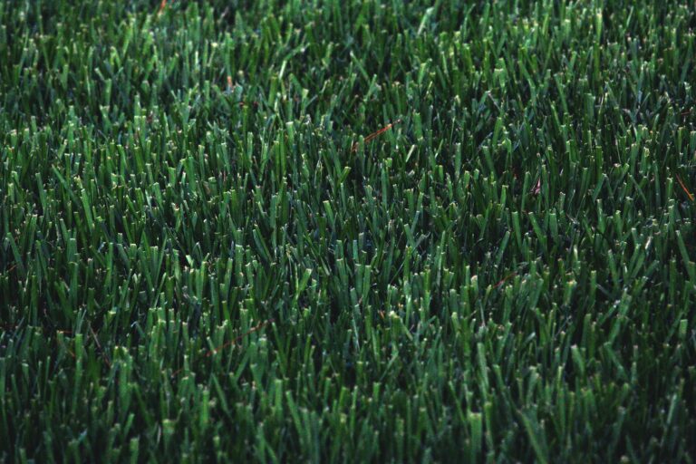 Lawn Aeration 101: What, Why and When to Do It