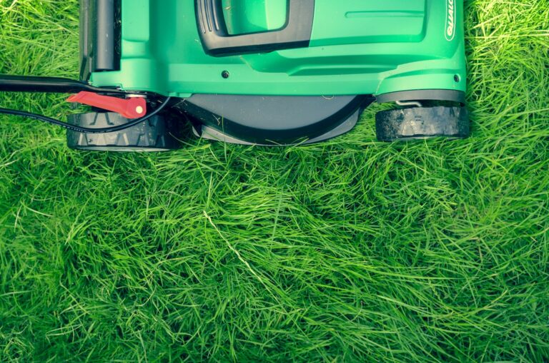 Choosing the Right Grass Seed for Your Lawn Renovation Project